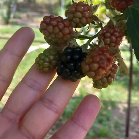 Casa Marcella Lägenhet *