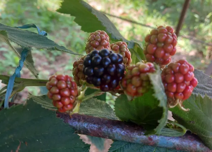 شقة Casa Marcella